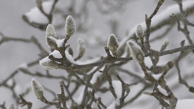 冬天的树，下雪，在富山，日本视频素材