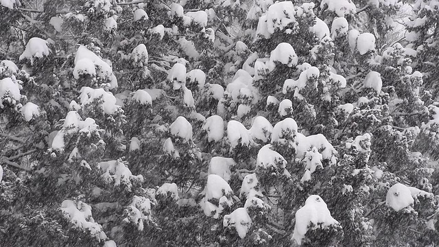 雪花飘落在森林里，在富山，日本视频素材