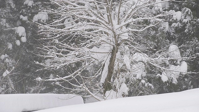 雪花飘落在树上，在富山，日本视频素材