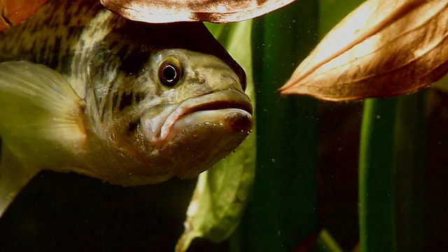 Black Bass。鲈鱼鳟鱼。视频素材