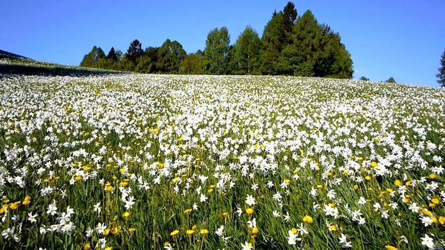 航空:水仙花草地视频素材