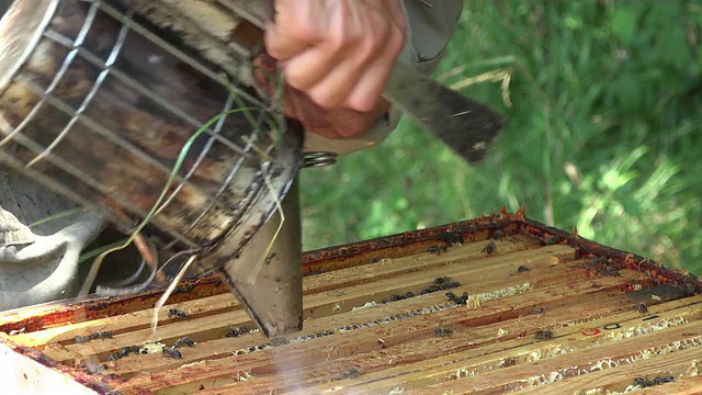 在提取蜂蜜之前先去框视频素材