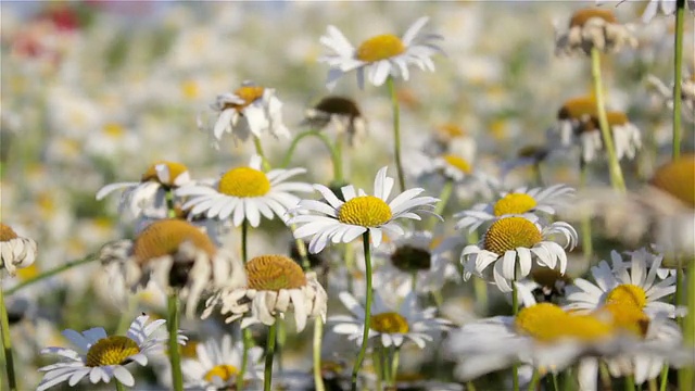 田野里的洋甘菊花视频素材