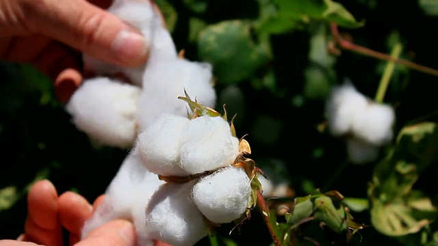 棉花采摘视频下载