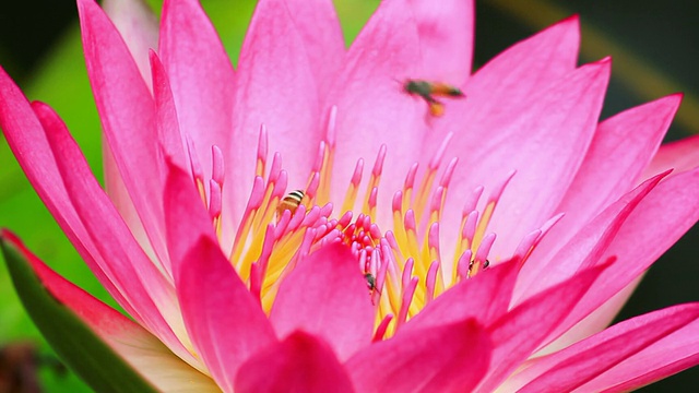 蜜蜂和莲花。视频素材