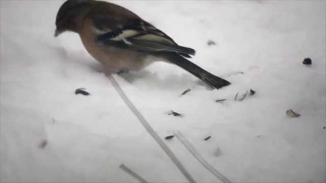 鸟类在雪地上视频素材