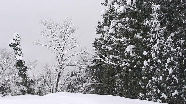 雪花飘落在树上，在富山，日本视频素材