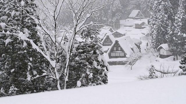 雪花飘落在树上，在富山，日本视频素材