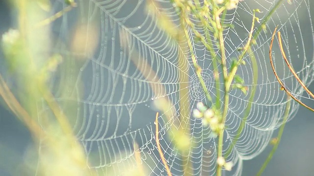 蜘蛛网在风中摇动视频素材