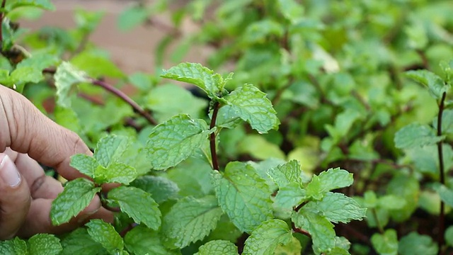 从树上摘新鲜的薄荷叶视频素材