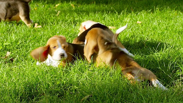 公园里快乐的小猎犬。慢动作视频素材