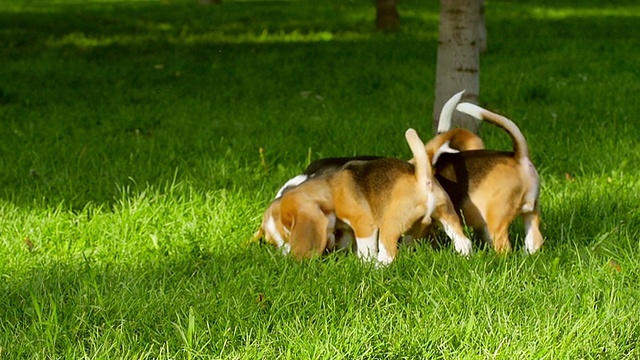 夏天公园里快乐的小猎犬。慢动作视频素材