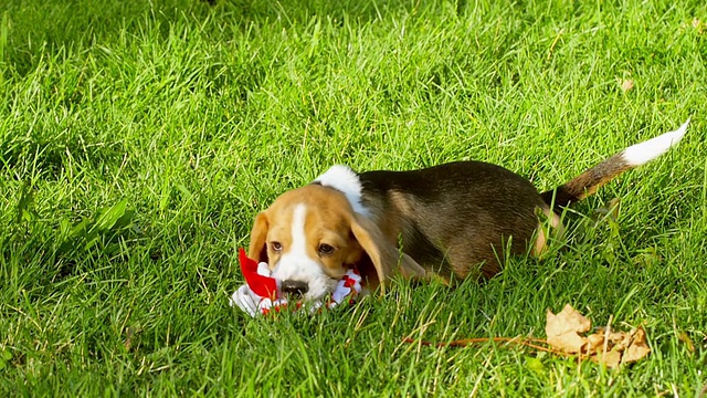 公园里快乐的小猎犬和玩具。慢动作视频素材