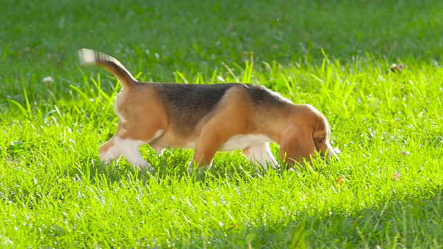 小猎犬幼犬以高贵的姿态静静地躺在草地上视频素材