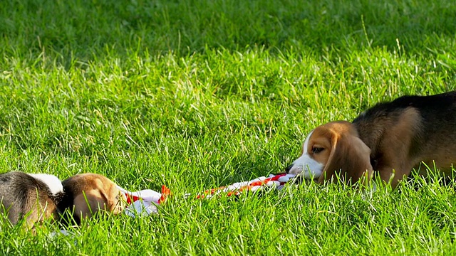 展示小猎犬在一个天然的绿色背景玩玩具视频素材