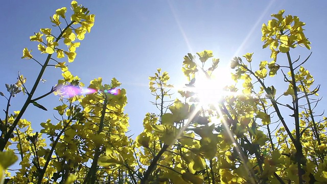 用于生物燃料的油菜籽田正在开花视频素材