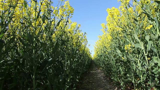 用于生物燃料的油菜籽田正在开花视频素材