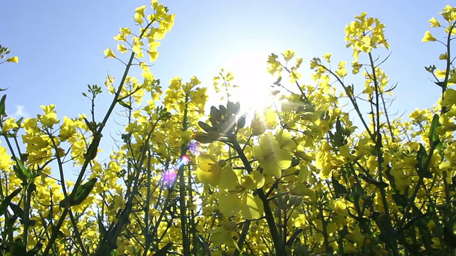 用于生物燃料的油菜籽田正在开花视频素材