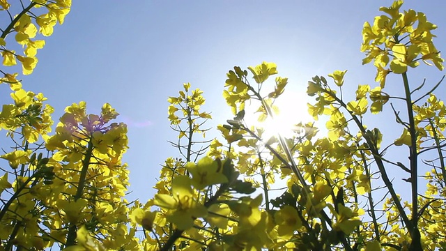 用于生物燃料的油菜籽田正在开花视频素材