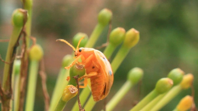 瓢虫叶子和花视频素材