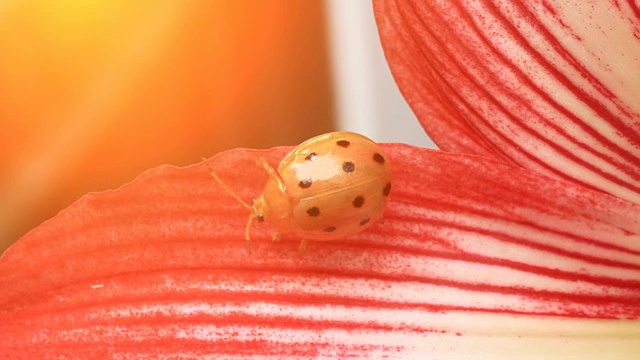 瓢虫叶子和花视频素材