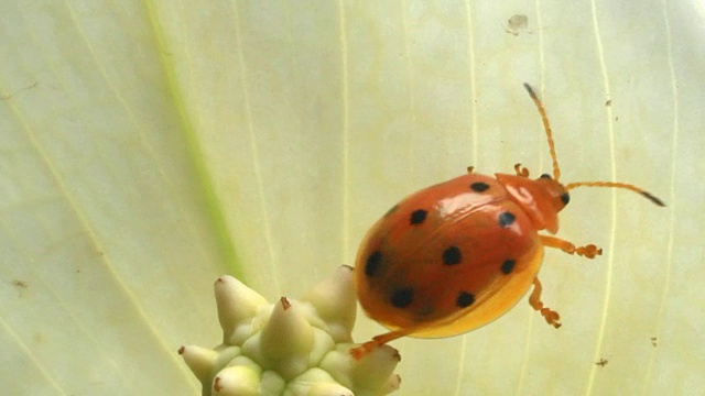 瓢虫叶子和花视频素材