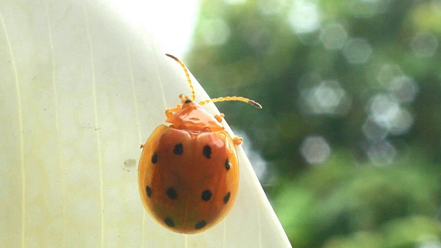 瓢虫叶子和花视频素材