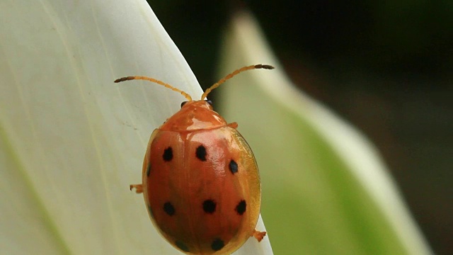 瓢虫叶子和花视频素材