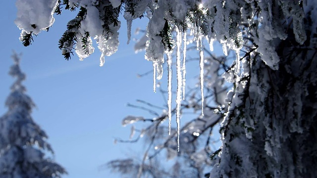 雪中的云杉枝视频素材