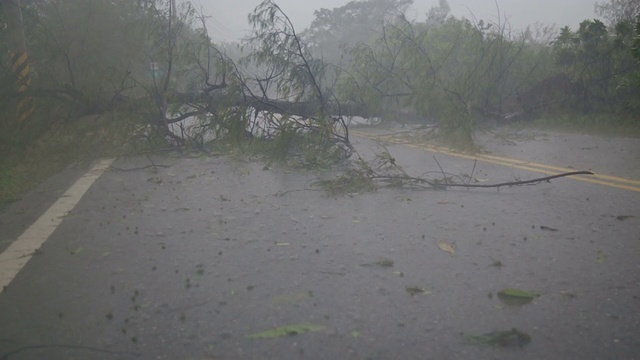 1号台风中，倒下的树木挡住了道路，雨水缓慢移动视频素材