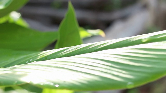 多莉:小虫飞在绿叶植物上视频素材