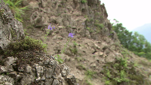 原始森林的自然景观视频素材