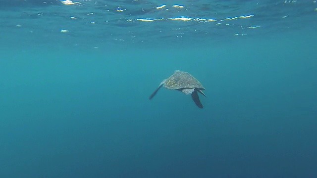 绿海龟，Chelonia mydas，在加拉帕戈斯群岛游泳视频素材