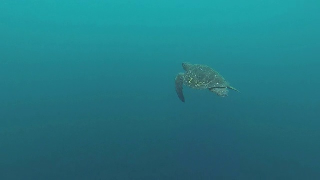 绿海龟，Chelonia mydas，在加拉帕戈斯群岛游泳视频素材