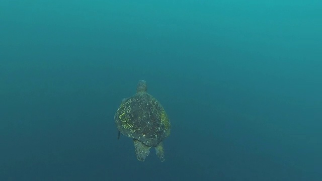 绿海龟，Chelonia mydas，在加拉帕戈斯群岛游泳视频素材