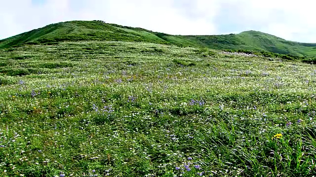 原始森林的自然景观视频素材