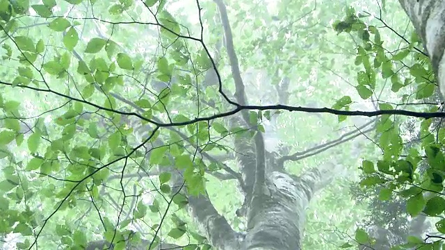 原始森林的自然景观视频素材