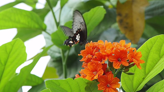 蝴蝶花和科迪亚花视频素材