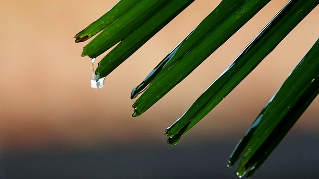 雨落在绿叶上视频素材