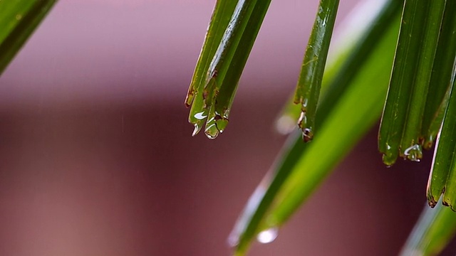 雨水和绿叶视频素材