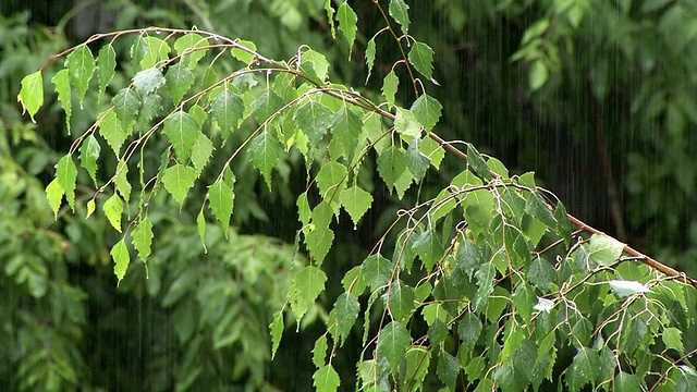 夏雨绿线视频素材