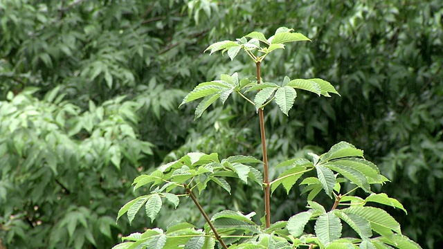 夏雨和绿树视频素材