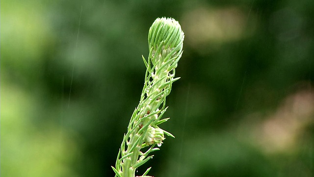 夏雨松顶视频素材