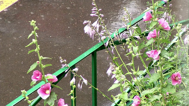 雨点穿过粉红色的花朵落在路上视频素材