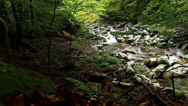 秋天森林里一条山涧的壮丽景色视频素材