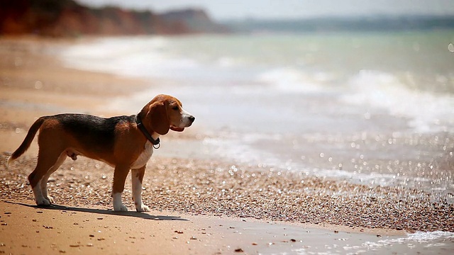 小猎犬小狗站在海边，被海浪迷住了视频素材