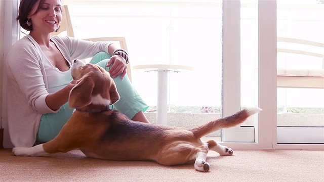 一位漂亮女士坐在地板上抚摸着他的小猎犬视频素材