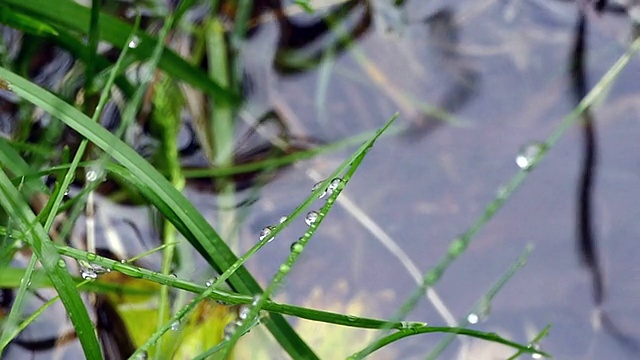 雨落在草地上视频素材