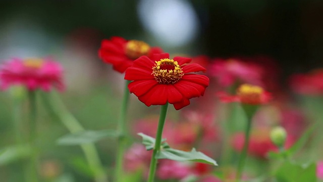 花园里的红花高清镜头视频素材