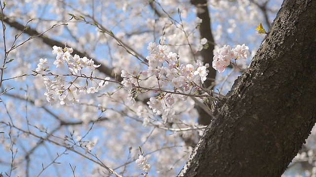 Cherry blossoms，在东京和日本的Showa Kinen公园视频素材